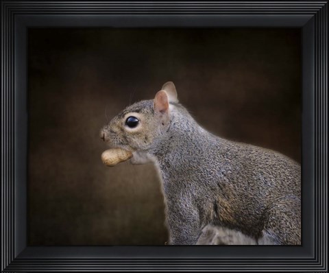 Framed Nut Collector Squirrel Print