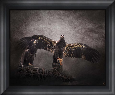 Framed Protector Juvenile Bald Eagles Print