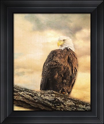 Framed Queen At Rest Bald Eagle Print