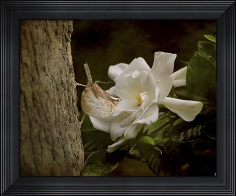 Framed Scent Of The Gardenia Print