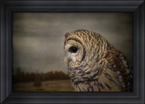 Framed Surveyor Print