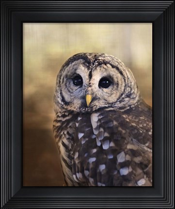 Framed Wise Owl Print