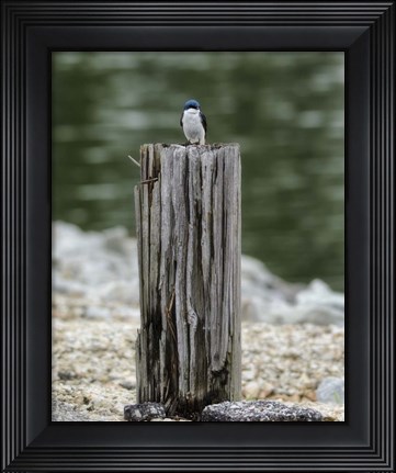 Framed Tiny Guardian Print