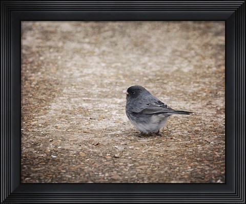 Framed Tiny Junco In A Big World Print
