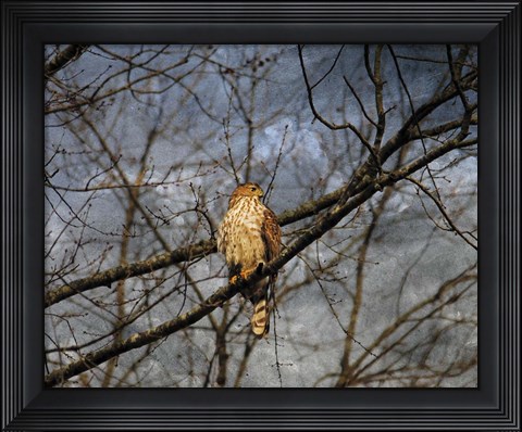 Framed Treetop Raptor Print