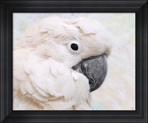 Framed Umbrella Cockatoo Portrait Print