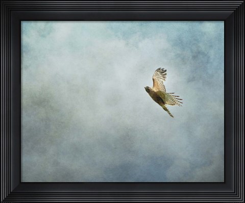 Framed Up Up And Away Red Shouldered Hawk Print