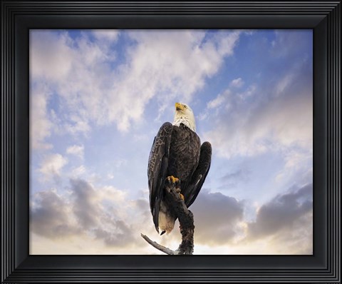 Framed View From The Top Bald Eagle Print