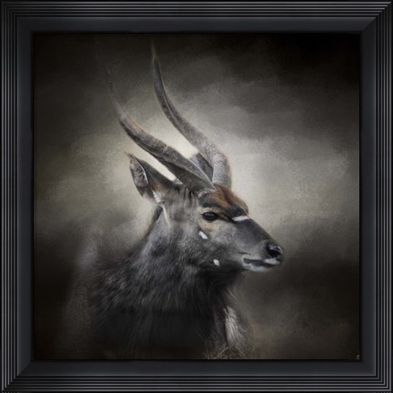 Framed Waiting For The Storm Nyala Buck Print