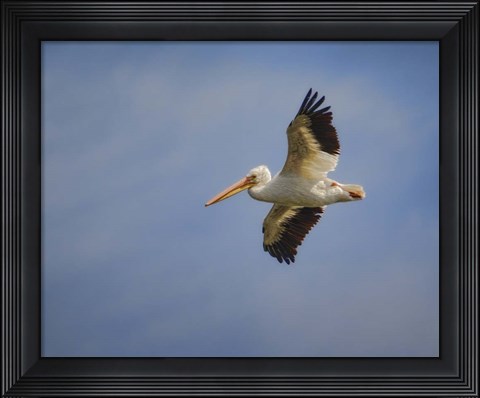 Framed Watching The World From Above Print
