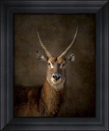 Framed Waterbuck Antelope Print