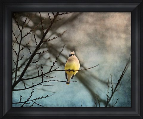 Framed Waxwing At Winter Sunset Print