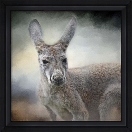 Framed Western Grey Kangaroo Print