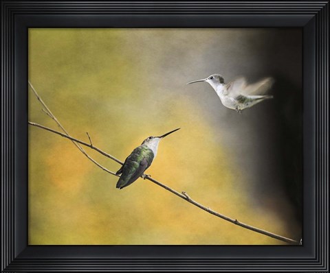 Framed Whisper of Your Wings Hummingbirds Print