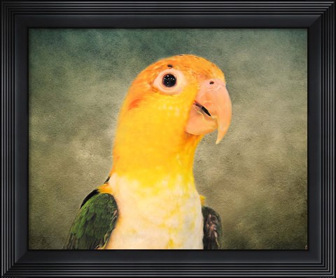 Framed White Bellied Caique Portrait Print