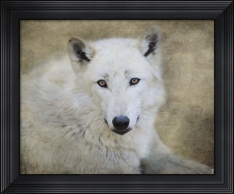Framed White Wolf Portrait Print