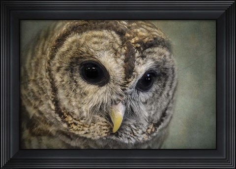 Framed Who Loves Ya Baby Print