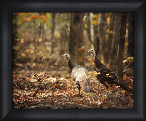 Framed Wild Turkey In The Woods Print