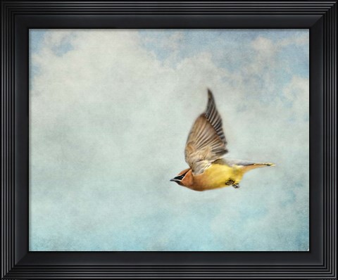Framed Winter Flight Cedar Waxwing Print