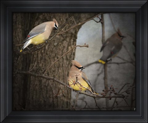 Framed Winter Visitors Cedar Waxwings Print