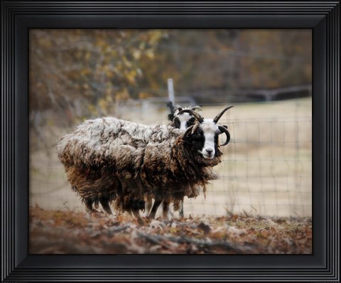 Framed Woolly In Autumn Jacob Sheep Print