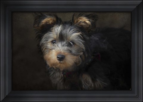 Framed Yorkie Puppy Print