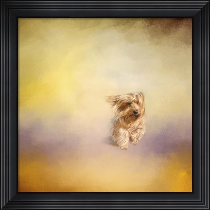 Framed Yorkie Running Into The Wind Print