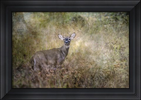 Framed Young Buck Print