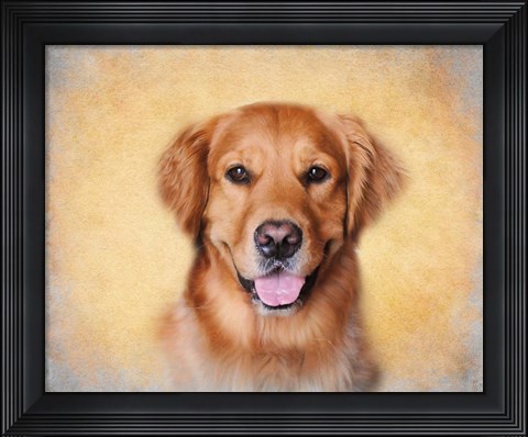 Framed Young Golden Retriever Portrait Print