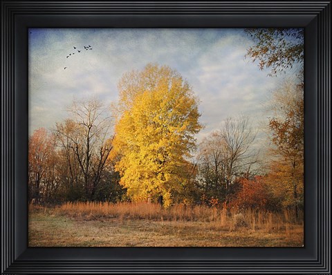 Framed Golden Moment Print