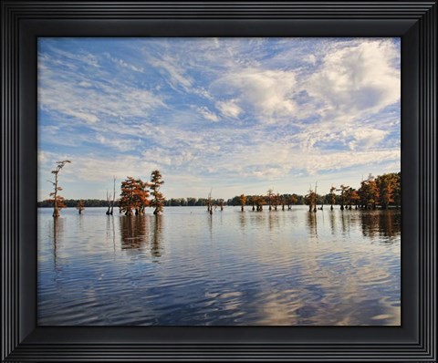 Framed Autumn Cypress Trees Print