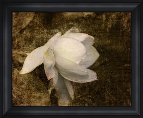 Framed Cape Jasmine Gardenia 1 Print