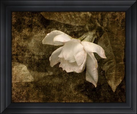 Framed Cape Jasmine Gardenia 2 Print