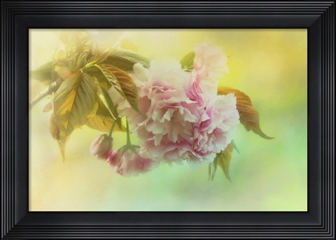 Framed Cherry Blossoms In Spring Print