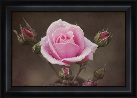 Framed Clothed In Natures Jewels Print