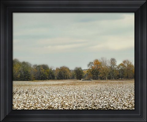 Framed Cotton Field In Autumn Print