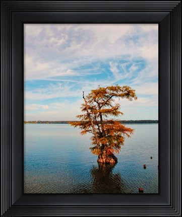 Framed Cypress In Autumn 1 Print