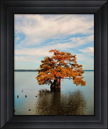 Framed Cypress In Autumn 2 Print