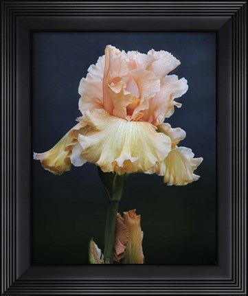 Framed Iris On Blue Print