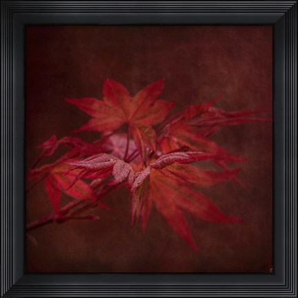 Framed Japanese Maple Print
