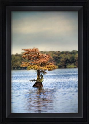 Framed Lonely Little Cypress Tree Print