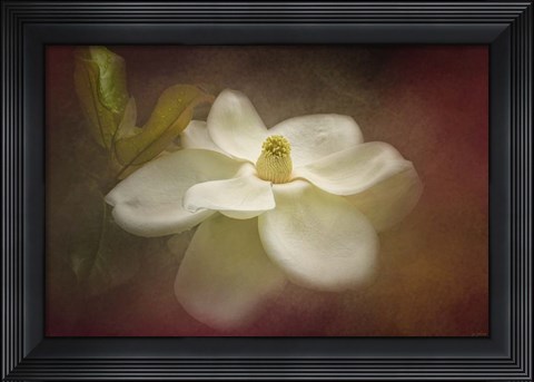 Framed Magnolia In Bloom 2 Print