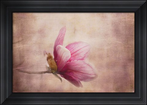 Framed Pink Magnolia 1 Print