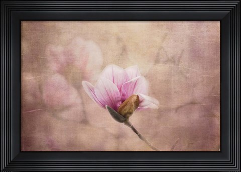 Framed Pink Magnolia 2 Print