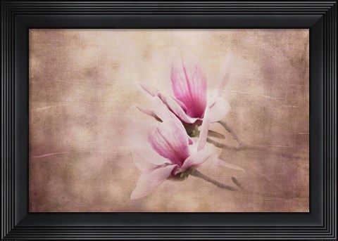 Framed Pink Magnolia 3 Print
