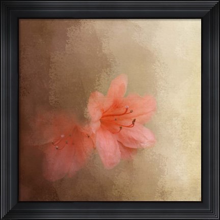 Framed Salmon Azaleas Print
