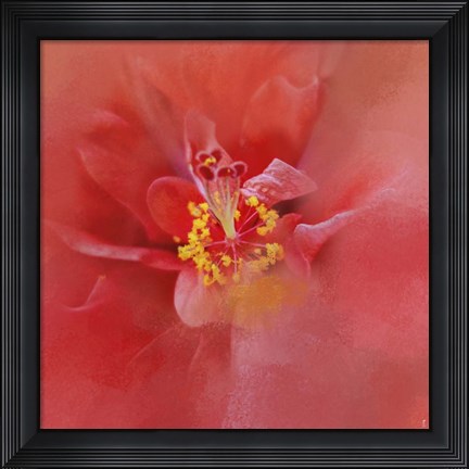 Framed Salmon Hibiscus 1 Print
