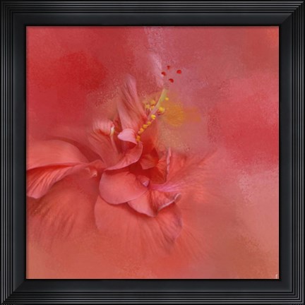 Framed Salmon Hibiscus 2 Print