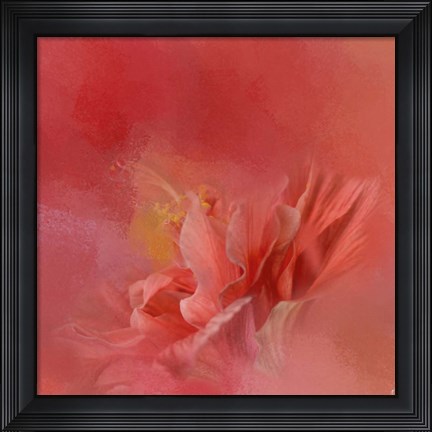 Framed Salmon Hibiscus 3 Print