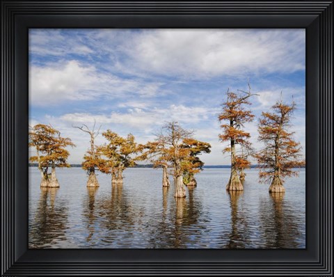 Framed Through The Cypress Garden Print